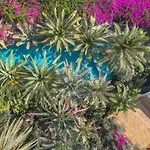 Flamingo & - Pet Friendly Hotel